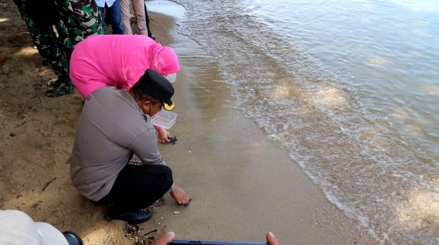 Bhayangkari Tolitoli Lepas Tukik Dan Tanam Pohon Di Pantai Lalos