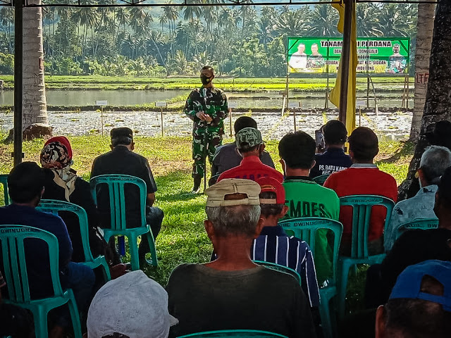 TANAM PADI PERDANA KODIM 1306 DGL