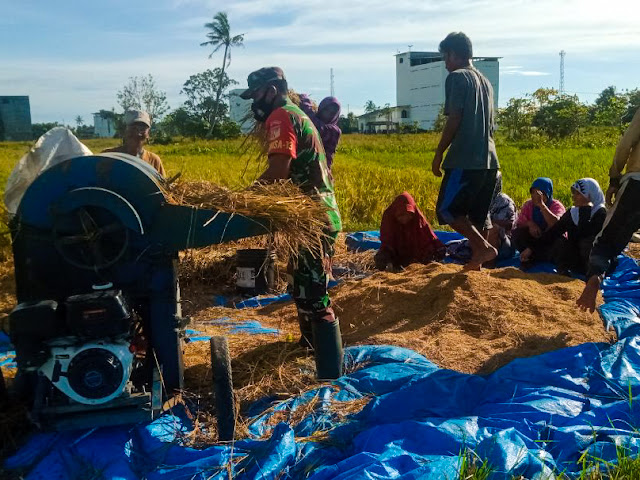 Babinsa Sirenja Bantu Warga Panen Padi-a256a88b