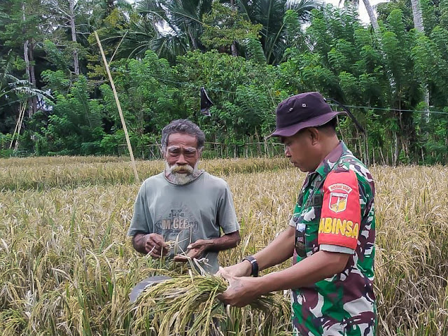 Babinsa Panen Padi Bersama Wraga Sindeu-663bd8c1