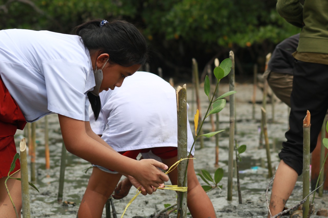 MANGROVE-d7489545