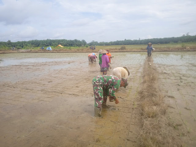 Babinsa Rio Pakava  Ikut Tanam Padi-789d731c