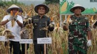 JAGUNG