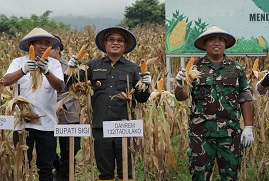 JAGUNG