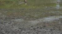 SIBILI